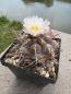 Preview: Thelocactus heterochromus
